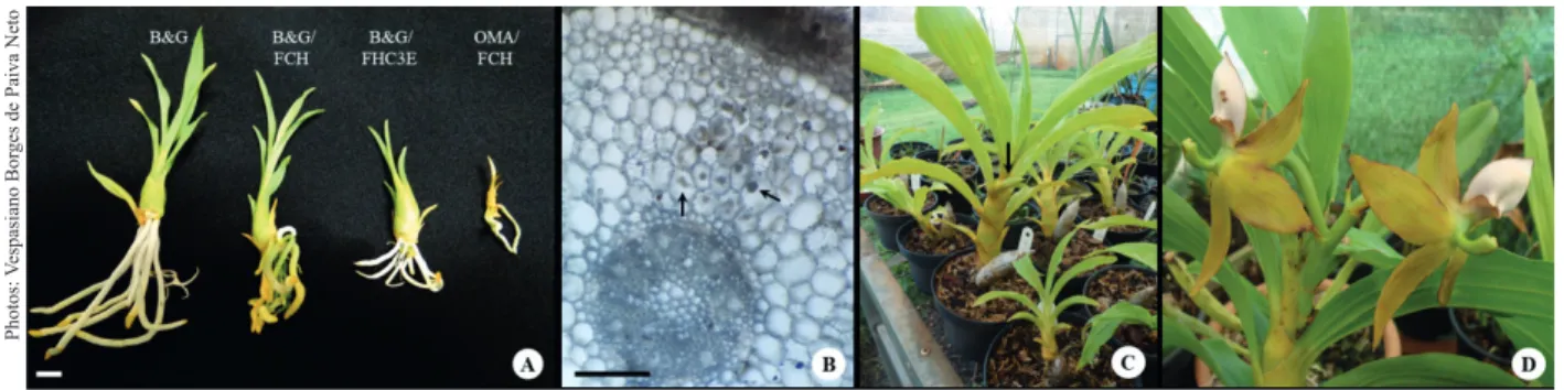 Table 2. In vitro growth parameters, number of leaves and roots, shoot and root length, and total fresh matter of Cycnoches haagii  seedlings after 90 days on OMA and B&amp;G media, developed from protocorms originated from asymbiotic and symbiotic  germin