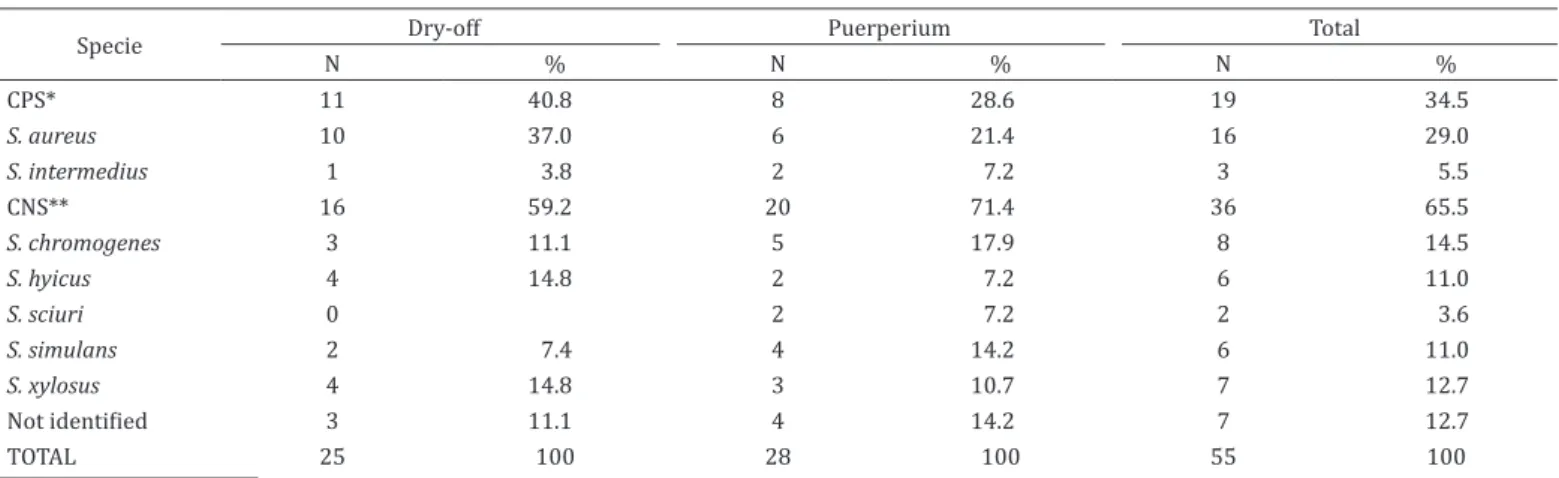 Table 4. Specie identification in 55 samples collected from Santa Ines sheep at dry-off and puerperium period where  Staphylococcus was isolated, Londrina/PR