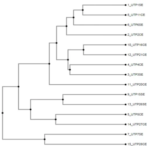 Figure 3. Dendogram obtained from SNP-containing DNA fragment alignments employing the Neighbor Joining  clustering method.