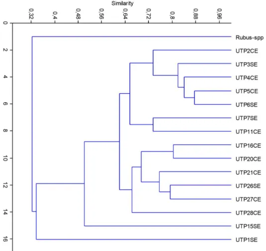 Figure 1. Dendogram obtained from SSR markers employing the Dice Index.