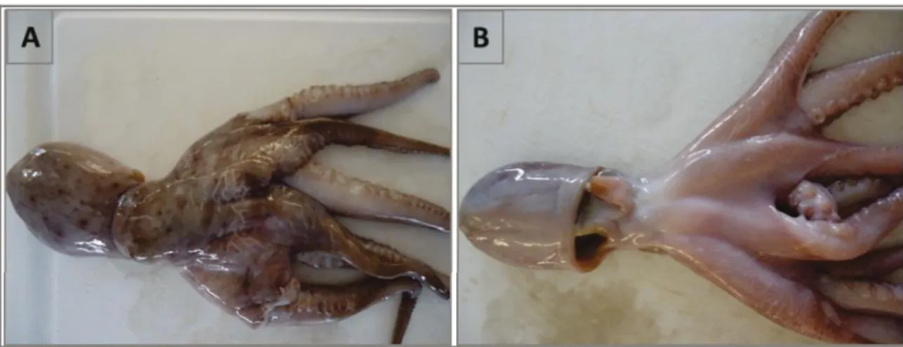Table 1 - QIM Table developed for Octopus insularis