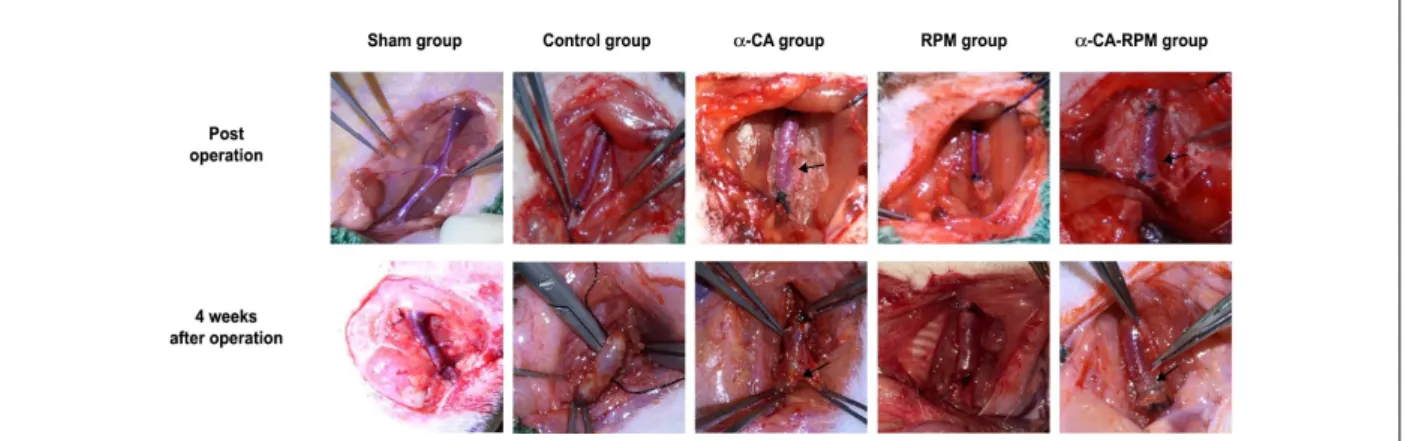 Figure 1 – Rats survived well 4 weeks after operation. Operating procedure as previously described was used to build models of grafted rat jugular vein on carotid artery  on one side