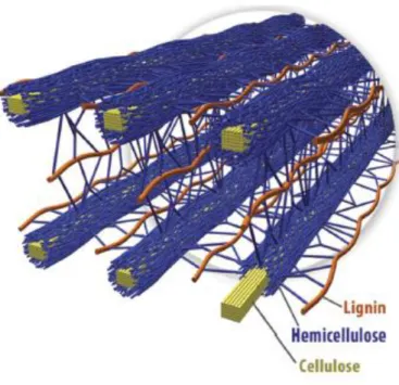 Figure 1.2  –  Spatial arrangement of cellulose hemicellulose and lignin in the cell walls of lignocellulosic  biomass