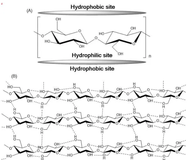 Figure  1.3  – (A)  Hydrophilic  and  hydrophobic  sites  of  cellulose.  (B)  Schematic  drawing  of  the  intrasheet  hydrogen-bonding network in cellulose