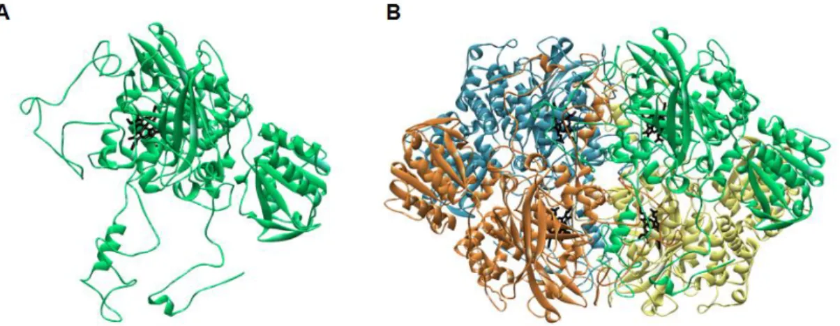 Figure 1.8  – Molecular structure of  E. coli KatE (A) monomer and (B) tetramer. The structure is  colored by chain, each one with a single d-type heme (black)