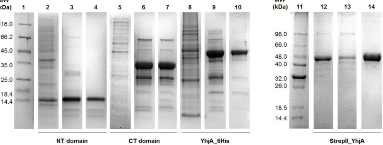 Figure 2.3 – Coomassie blue stained SDS-PAGE of the intermediate purification fractions and the purified  protein samples of the NT domain (2-4), CT domain (5-7), YhjA_6His (8-9) and StrepII_YhjA (12-14) in a  12.5 % Tris-Tricine gel (Lanes 1 and 11 - Prot