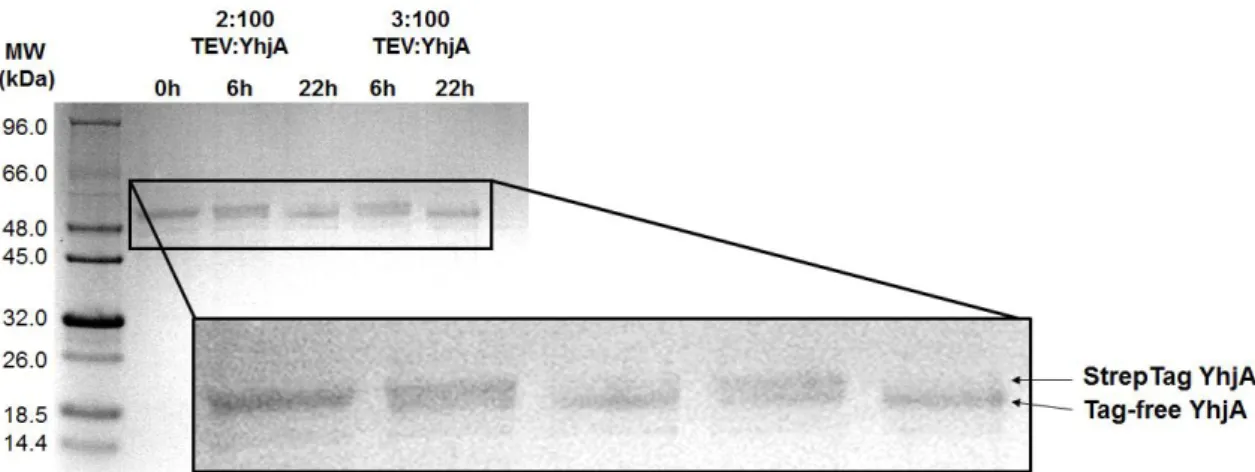 Figure 2.5 – Digestion test with different ratios of TEV:YhjA and incubations times at 4 ºC (6 h and 22 h)