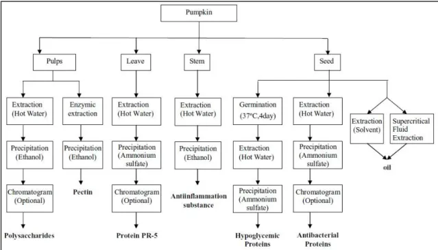 Figure 22 - Recovery processes for pumpkin bioactive materials.  11
