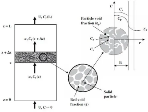 Figure 31 - Diagram of a general fixed bed extractor, particle characteristics and concentration profile