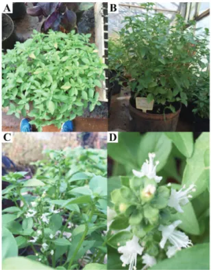 Figure 1. Basil cultivar ‘Grecco a Palla’ (Ocimum minimum). A-B) Plant architecture. C-D) Inflorescence