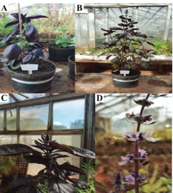 Figure 2. Basil cultivar ‘Alfavaca Basilicão Vermelho’ (Ocimum basilicum). A-B)  Plant architecture
