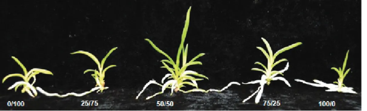 Figure 1.  Effect of the combination of 0/100, 25/75, 50/50, 75/25 and 100/0 nitrate/ammonium.