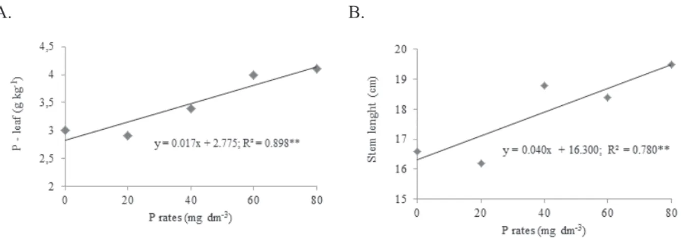 Figure 2. Leaf contents of P (A) and stem length (B) of potted gerbera, under doses of  phosphorus and use of cattle manure.