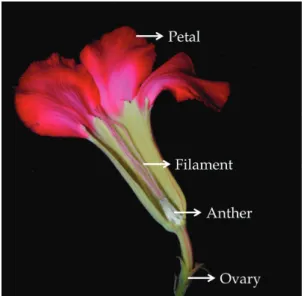 Figure 1. Floral morphology of A. obesum.