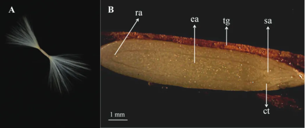 Figure 3. Details of A. obesum pollination: cone shaped by anthers protecting the stigma (A), exposure of stigma and  pollen grains after anthers removal (B), detail of receptive surface in the stigma (C), and pollen grains released to 