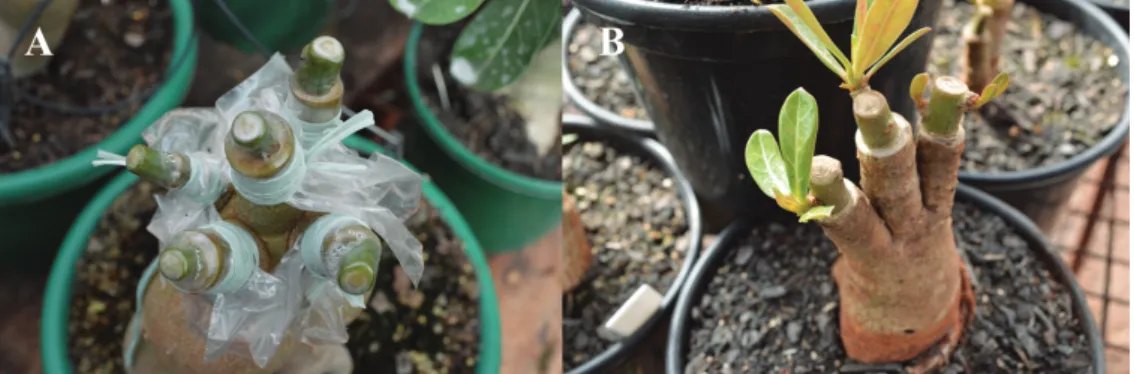 Figure 7. Graft protected with plastic, after the rootstock / canopy union (A) and graft emitting new shoots (B).