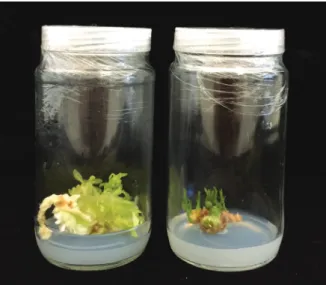 Figure 8. In vitro regeneration of Adenium obesum calli from seedlings culture.