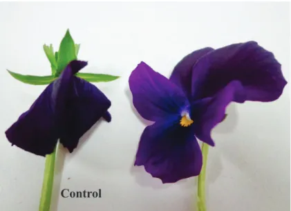 Figure 4. Appearance of wild pansy flowers (Viola tricolor) after 48 hours from  application of 1.5 μL L -1  of 1-MCP and control.