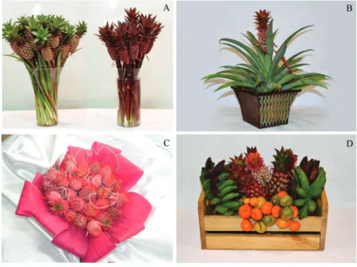 Figure 1. Example of different uses of ornamental pineapple plants. A) stems in a pot; B) potted plants;  
