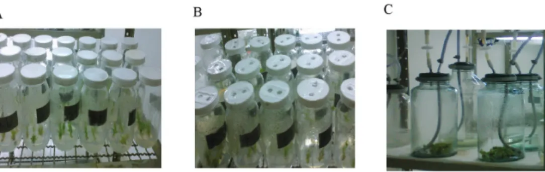 Figure 1. Conventional Micropropagation; (B) Natural Ventilation System; Temporary  Immersion Bioreactor (C) in A
