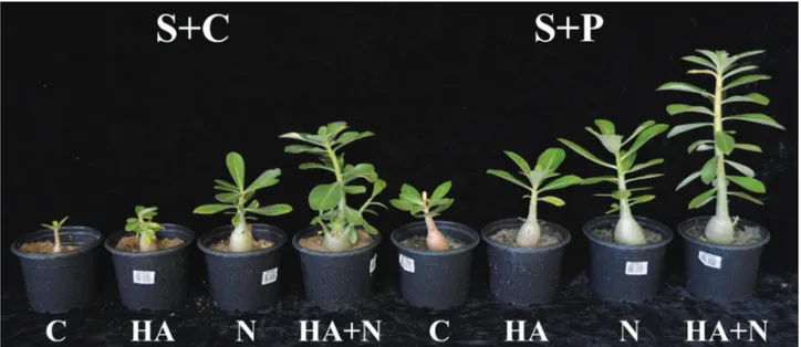 Figure 1. Initial growth of the seedlings, cultivated in different fertilizations and distinct substrates after 150 days