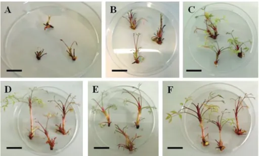 Figure 1. In vitro conservation of N. domestica by slow growth storage. Shoot recovery following 6 months of  conservation at 4°C in darkness on storage medium containing 30 (A), 45 (B) or 60 g L -1 (C) sucrose, or at 8 °C in 