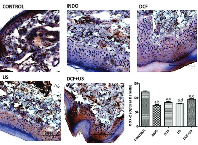 Figure 5. Representative photomicrographs of immunohistochemistry for cyclooxygenase-2 (COX-2) (400  , bar=200 mm) of tissues from the right paw of rats submitted to the carrageenan-induced paw edema model