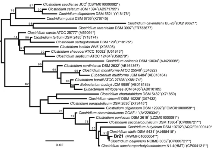 Figure 1 - Maximum likelihood phylogenetic tree based on the 16S rDNA sequences, representing the evolutionary relationships between strain Br21 (in bold) and closely related strains in the genus Clostridium