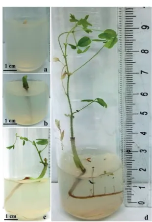 Figure 3. Developmental phases of zygotic embryo and seedling  formation of Caesalpinia ferrea in MS medium supplemented with  0.9 mg L -1  BAP: Initial culture of zygotic embryo (a); Germination  of zygotic embryo at 10 days (b); Seedling with shoots, bud