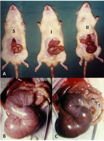 TABLE 1 - Statistical analysis of the summative evaluation of  the total thickness of the large intestine