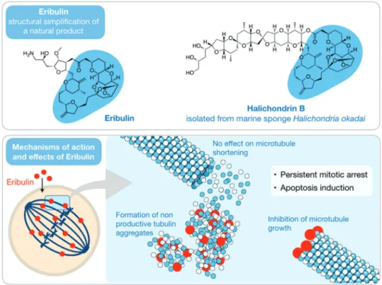 Figure 3 - Chemical structures of eribulin mesylate and the related natural product halichondrin B isolated from the sponge Halichondria okadai (top)