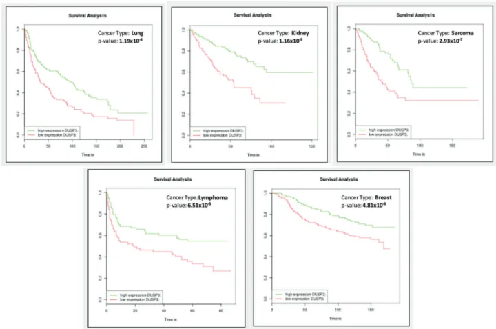Figure 1 - Survival curves generated using gene expression databases available at BioProfiling.de showing examples of different types of cancers in which VHR downregulation was correlated with a significant reduction in patient survival times.