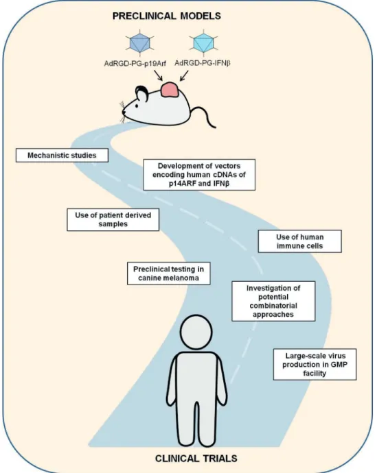 Figure 1 - Schematic representation of the challenges and perspectives of continuing along the road of translational research