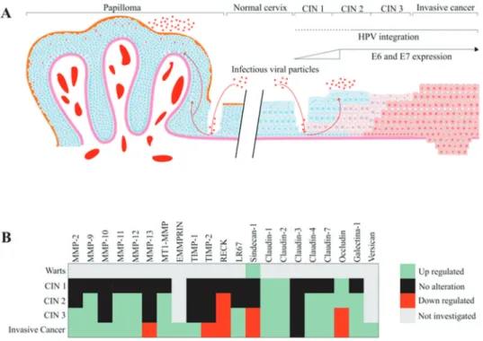 Figure 1 - An overview of the reported ECM alteration events in HPV-associated pathologies