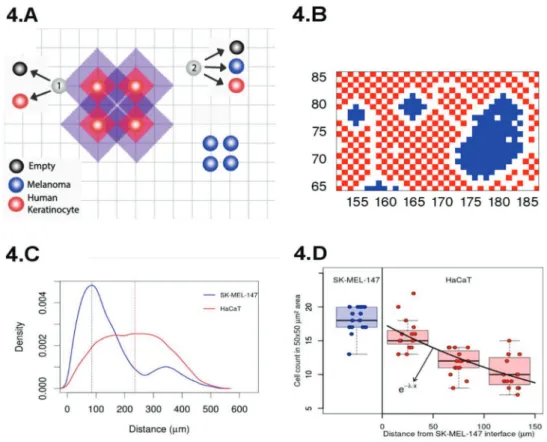 Figure 3D shows the ratio of the density of normal to tumor cells of our simulations, and the curve has the same shape as the one obtained experimentally