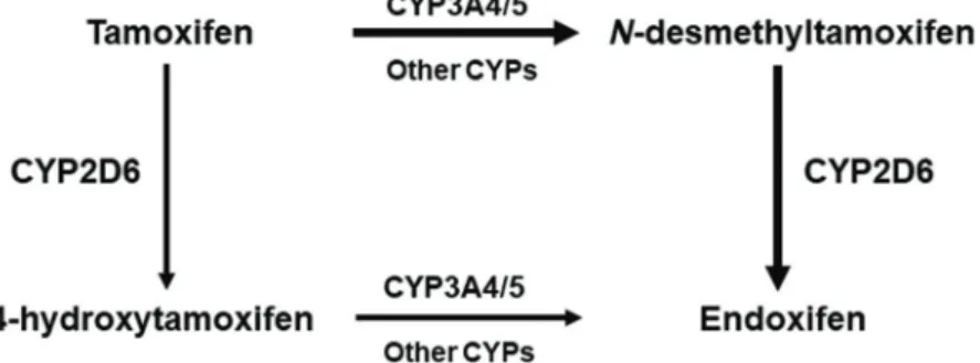Table 2 - Frequency (%) among Brazilians of polymorphisms in pharmacogenes listed in the CPIC and DPWG guidelines for antineoplastic drugs.