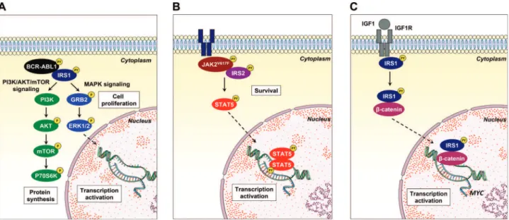 Figure 3 - Noncanonical IRS1 signaling in hematological neoplasms. (A) IRS1 binds to and is activated by BCR-ABL1, inducing the activation of the PI3K/AKT/mTOR and MAPK signaling pathways, which contribute to cell proliferation