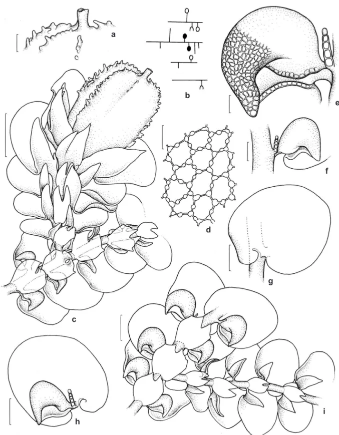 Figura 1 – a-i. Frullania ericoides – a. rostro do perianto; b. esquema de hábitos (esfera cheia= androécio, esfera vazada= 