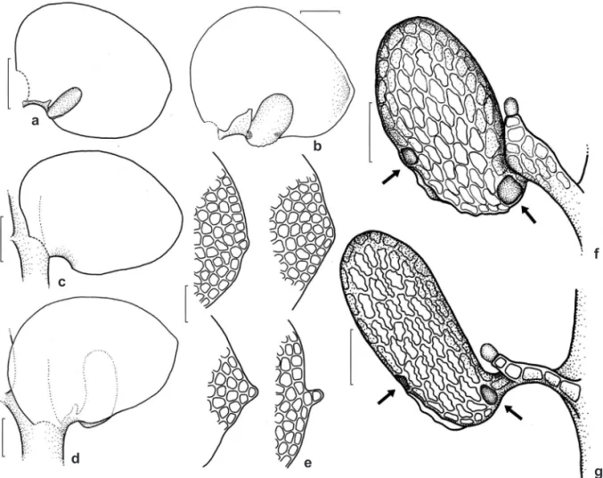 Figura 3 – a-g. Frullania exilis – a-b. filídio em vista ventral; c-d. filídio em vista dorsal; e