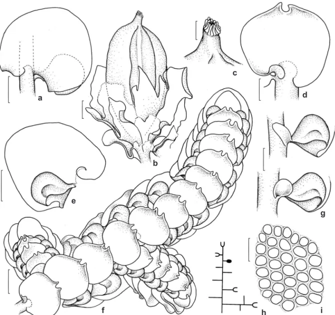 Figura 4 – a-i. Frullania gibbosa – a. filídio em vista dorsal; b. ginoécio com perianto; c