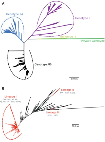 Fig. 1: maximum likelihood phylogenetic tree of dengue virus type 4  (DENV-4) based on full-length envelope gene sequences (n = 1408)