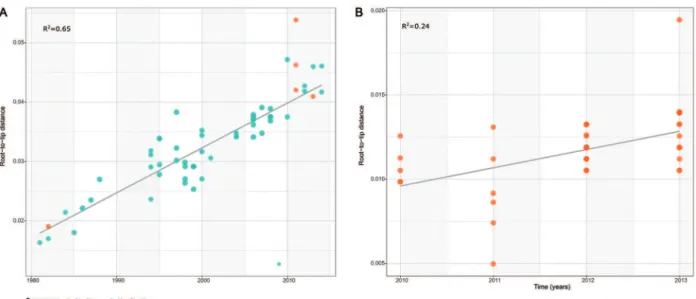 Fig. 2: correlation between genetic divergence and sampling time from root-to-tip distances using dengue virus type 4 (DENV-4) sequences