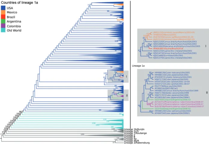 Fig. 3: midpoint phylogenetic tree of nucleotide sequences using only polyprotein coding region of 1582 West Nile virus (WNV) strains represent- represent-ing different viral lineages