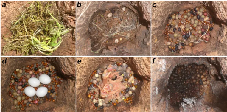 Figure 3. Seeds on the floor during different nesting stages: a – cavity floor dirty with sprouted seedlings; b – initiation of nest cleaning and seed depositing; c – nest  floor with many seeds before laying; d – Eggs on the “bed” of seeds; e – Three days