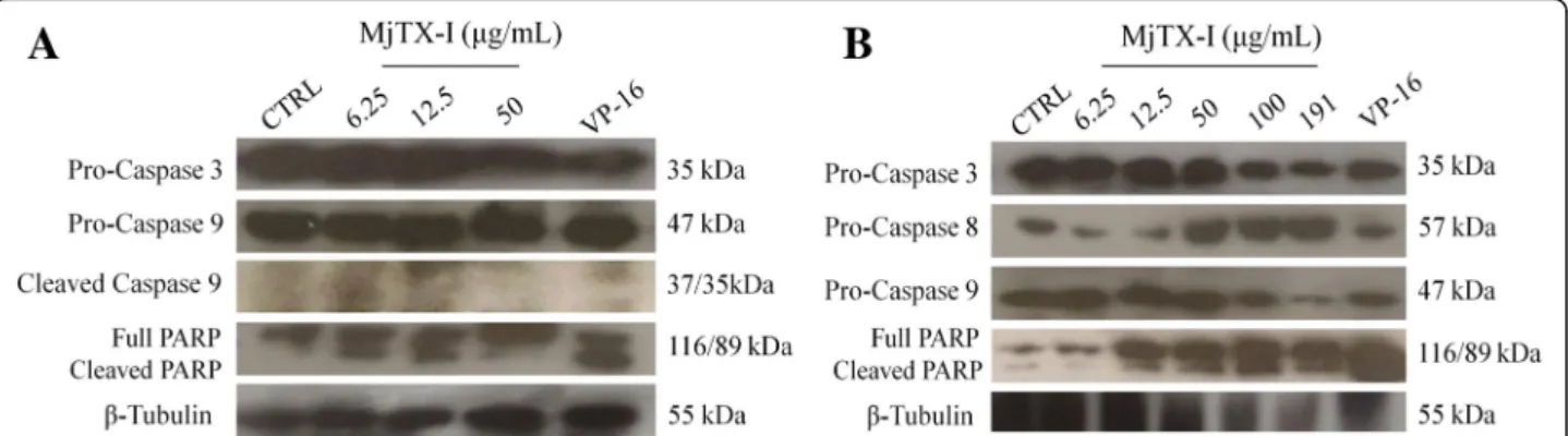 Fig. 4 Western blotting analysis of protein expression in (a) K562-S and (b) K562-R cells treated with MjTX-I