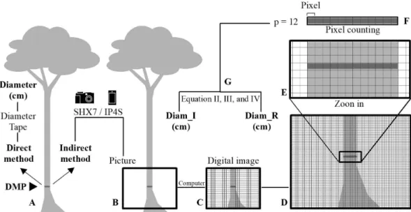 Figure 3. Processing of digital photos for determining tree diameters by indirect method: (A) DMP control; (B) frame  of photo taken during fieldwork; (C) digital photo into computer software; (D) enlargement of digital photo; (E) pixel  level photo enlarg