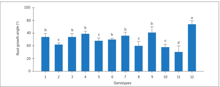 Figure 1. Performance of 12 bean genotypes with regard to root growth angle. Genotypes: 1 = Gen TS 3-1; 2 = Gen TS 3-2; 3 = Gen TS 3-3; 