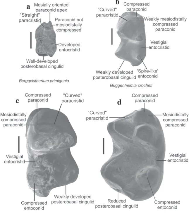 Figure 3 -  Comparative morphology of the lower molars of the Brazilian protodidelphids