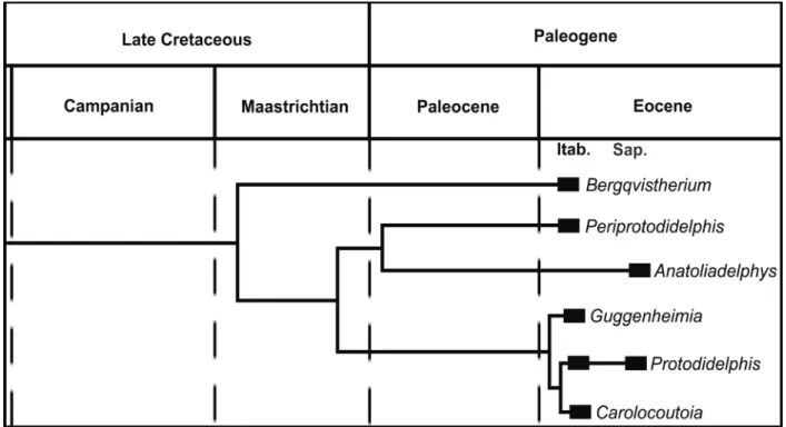 Figure 4 - the result of the phylogenetic analysis. Consensus tree of the 24 most parsimonious trees found in the analysis