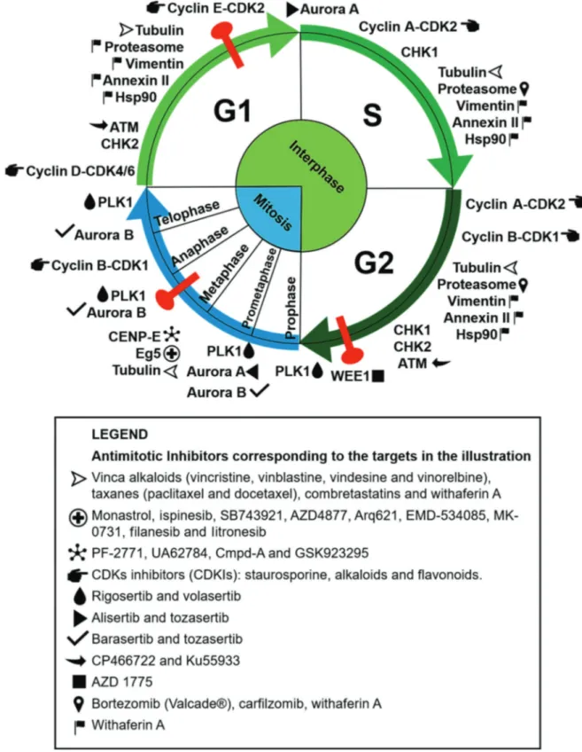 Figure 1 - Antimitotic targets and their respective inhibitors as cited in the text. The targets are placed in the illustration according to the cell cycle phase in which they perform their main functions